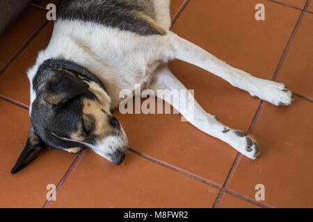 Multi-colored mixed breed dog sleeping on terracotta tiles image with copy space in landscape format Stock Photo