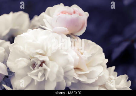 Delicate pale white-pink roses on surreal blurred purple foliage background. Stock Photo