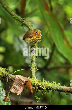 Ochre-breasted Antpitta (Grallaricula flavirostris) adult perched on branch  Mindo, Ecuador      February Stock Photo