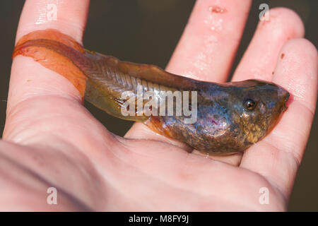 Pelobates fuscus juvenile individual in hand big animal Stock Photo