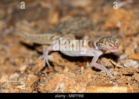 The western banded gecko (Coleonyx variegatus) is a species of gecko found in the southwestern United States Stock Photo