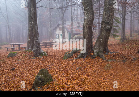 Isolated house in the beeches forest / woods/  old house / isolated / stone house / autumn / forest / fallen leaves Stock Photo