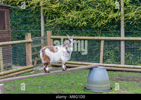 Mature African Pygmy Goat standing on a raised wooden plank inside an enclosure at Walton Hall and Gardens zoo on 14 March 2018 Stock Photo