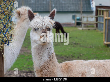 Three Alpacas in Walton Hall and Gardens children's zoo on 14 March 2018. A dark Alpaca grazing in the background, a blonde one looking at the camera Stock Photo