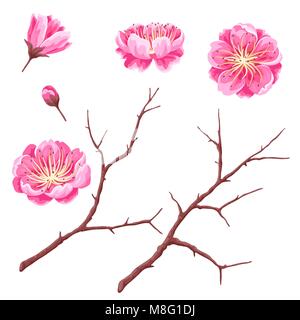 Set of sakura buds or cherry blossom and branches. Japanese blooming flowers Stock Vector
