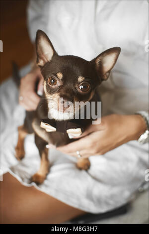 Chihuahua small dog in bow tie sits on the lady's knees Stock Photo