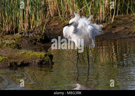 Great white egret at Prime Hook National Wildlife Reserve in Delaware shakes out its plumage. Stock Photo