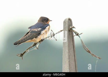 Closeup of a Barn Swallow (Hirundo rustica) resting after hunting on barbwire. This is the most widespread species of swallow in the world and the nat Stock Photo