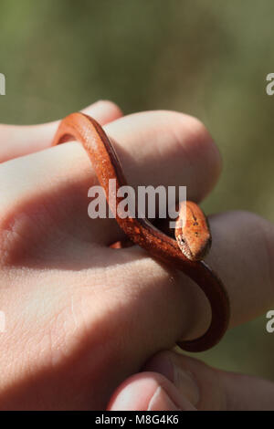 Very bronze, juvenile Slow worm, Anguis fragilis Stock Photo