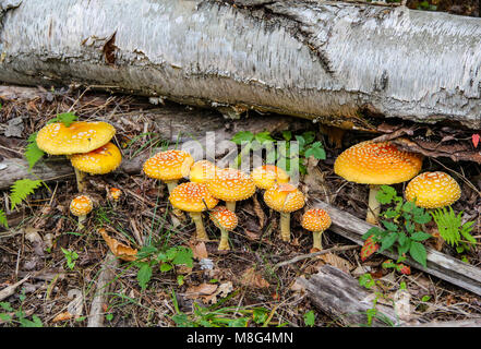 Yellow  Toadstool, Fly Agaric, Amanita Muscaria Mushroom Stock Photo