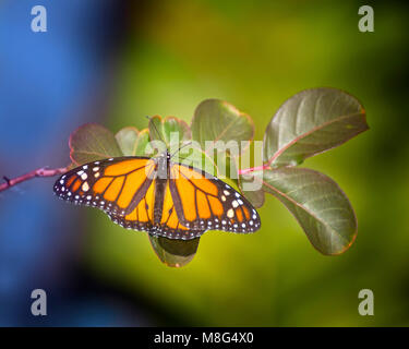 A beautiful and colorful Monarch Butterfly perches on a plant in the Florida Everglades. Stock Photo