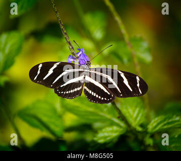A Zebra Longwing Butterfly makes a brief pitstop in the Florida Everglades. Stock Photo