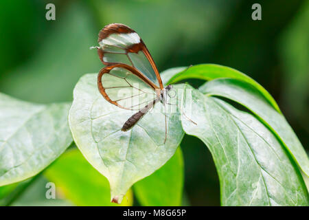 Close up portrait of a Greta oto, the glasswinged butterfly or glasswing. The background is brightly lit and vibrant colored.