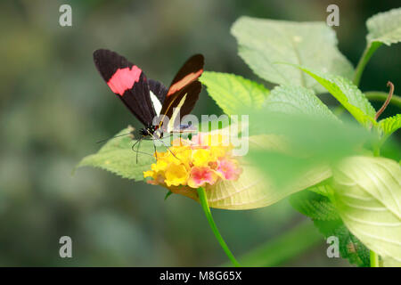 Close up of a red postman tropical butterfly Heliconius erato resting on jungle vegetation and blooming flowers. Stock Photo
