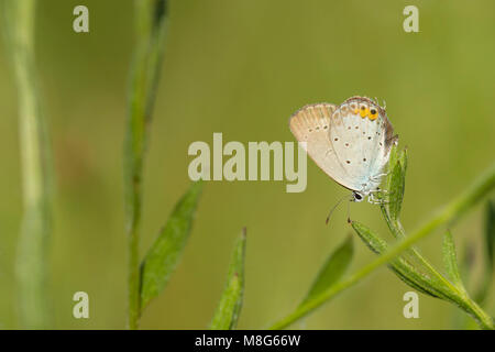 Close up of a short-tailed blue or tailed Cupid, Cupido argiades, resting on vegetation in sunlight during daytime in Summer season Stock Photo