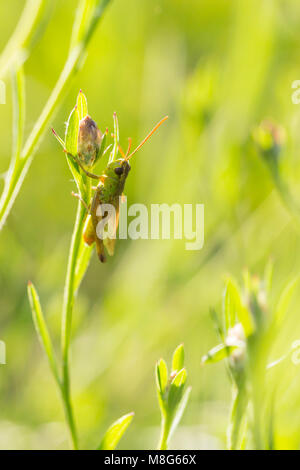 Closeup of a Meadow Grasshopper - Chorthippus parallelus - resting in sunlight on a green leaf Stock Photo