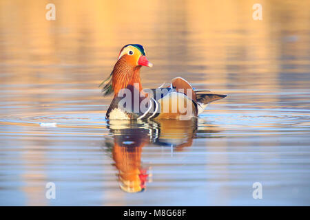 Colorful close-up of a male Mandarin duck (Aix galericulata) swimming with reflection in the water Stock Photo
