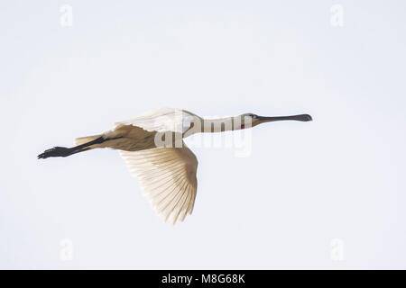 Eurasian common spoonbill Platalea leucorodia waterfowl bird in flight Stock Photo