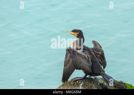 Black cormorant, Phalacrocorax carbo, lets its wings dry in the sun. This is characteristic behaviour for a cormorant. Stock Photo