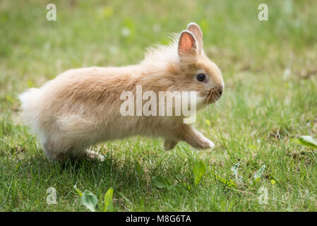 Baby Lionhead Rabbit (Bunny) runs on grass Stock Photo