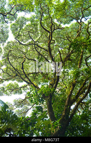 Tree Branches and leaves outline patterns against the sky. Stock Photo