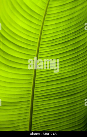 Backlight highlights the veins of a banana tree leaf. Stock Photo