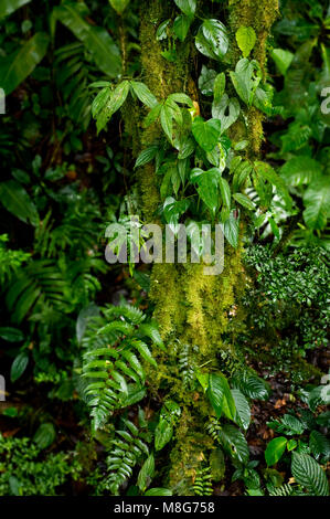 Lush plant life grows on and around a tree trunk in the Monteverde Cloud Forest Reserve. Stock Photo