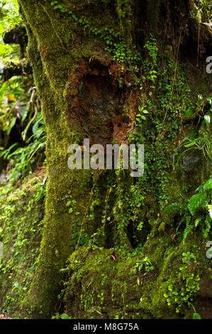 Lush plant life grows on a tree trunk in the Monteverde Cloud Forest Reserve. Stock Photo