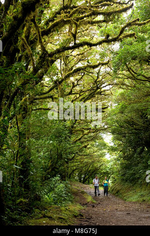 A line of trees arch over two hikers on a hiking trail in Monteverde Cloud Forest in Costa Rica. Stock Photo