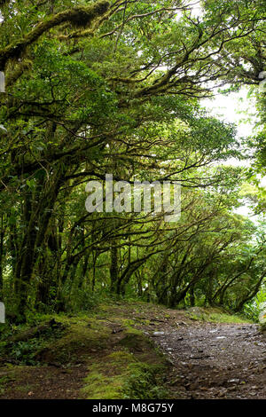 A line of trees arch overhead a hiking trail in Monteverde Cloud Forest in Costa Rica. Stock Photo