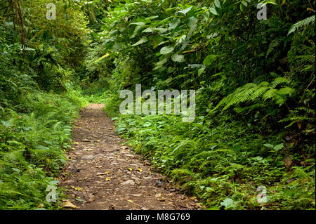 Lush, green foliage surrounds the numerous hiking trails in Monteverde Cloud Forest in Costa Rica. Stock Photo