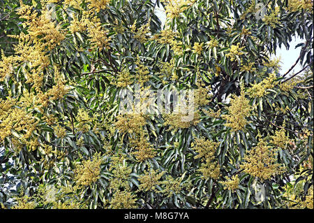 Blooming Indian mango tree. The flowering season generally begins in December or January. Stock Photo