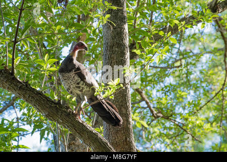 A female Australian Brush Turkey (Alectura lathami) also frequently called the scrub turkey or bush turkey, in a tree in a Sydney backyard Stock Photo