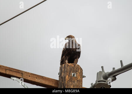 Golden Eagle Sitting on a Telephone pole Stock Photo