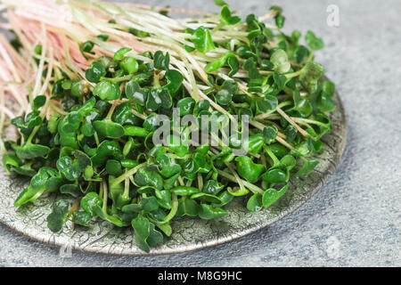 Raw Green Organic radish or daikon Microgreens for making fresh salads. detox, diet. seedlings. Concept and healthy eating. Selective focus Stock Photo