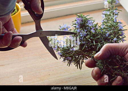 Bouquet of fresh herbs with twine and man hands holding scissors. Stock Photo