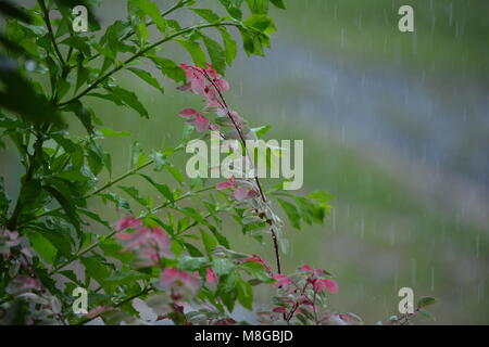 Wet, water, Raining in the garden. Rain drops falls on pink green leaves of a Snow bush and Geisha Girl plant watering an Australian Coastal Garden Stock Photo