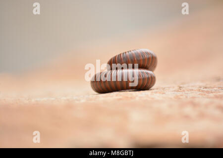 Millipede curled up roud Stock Photo