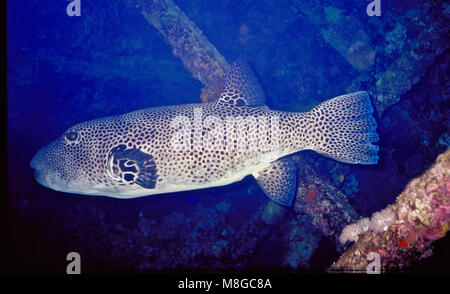 While exploring the holds of the wreck of cargo ship Chrisoula K, I encountered this spotted porcupinefish (Diodon hystrix: 70 cms.). This species has a long body, big head, large eyes and big pectoral fins - and it seems always to have its mouth open. While the surface of the animal appears smooth, it consists of tightly fitting spiney scales. If alarmed (which this individual was not) the fish will inflate itself with water, which transforms the spiney scales into a mass of sharp 'thorns'. Parts of its body contain powerful neurotoxins: predators, including humans, beware!  Egyptian Red Sea. Stock Photo