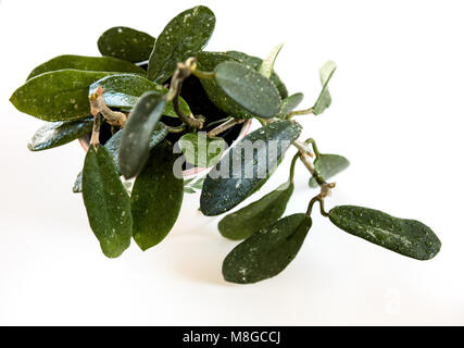 Wax plant, Porslinsblomma (Hoya crassipes) Stock Photo