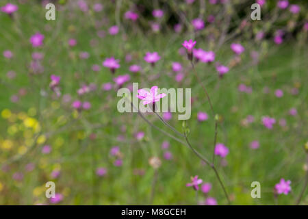 Widow Flower, Rosenvädd (Scabiosa orientalis) Stock Photo