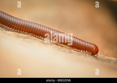 millipede climbing upwards in rocky mountian Stock Photo