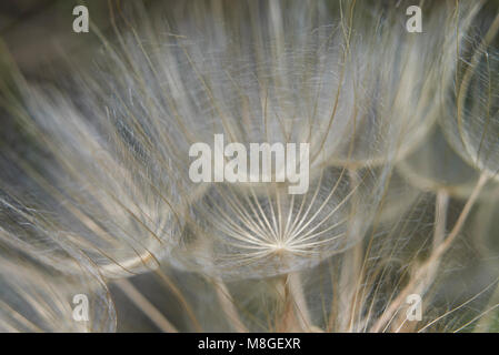 Tragopogon pratensis seeds Stock Photo