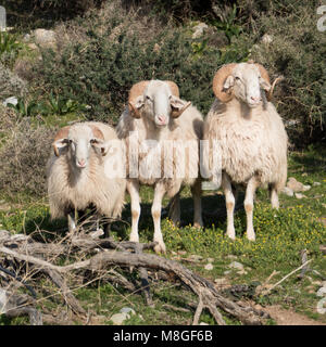 Three male sheep on a green pasture on crete island looking at the viewer Stock Photo