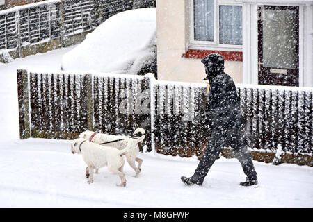 Snowing hard for dog walker man in cold weather winter snow storm scene walking two white dogs along pavement in falling snow Essex England UK Stock Photo