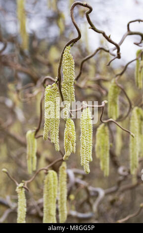 Corylus avellana 'Contorta' catkins in late winter. Corkscrew hazel. Stock Photo