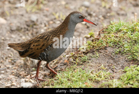 A stunning secretive Water Rail (Rallus aquaticus) searching for food along the bank of a lake.