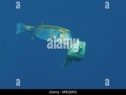 Mating spotted boxfish ( Ostracion meleagris ) in the water  of Bali, Indonesia Stock Photo