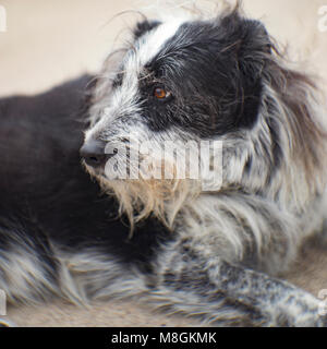An old wire haired dog resting on the pavement in front of the Philipsburg Brewing Company, on Broadway, in Philipsburg, Montana. Stock Photo