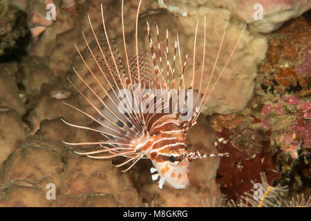 Spotfin lionfish, pterois antennata resting on corals of Bali Stock Photo
